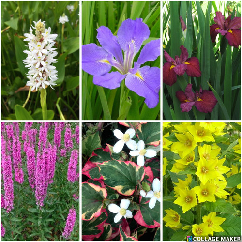 Selection flowering pond - flowering,