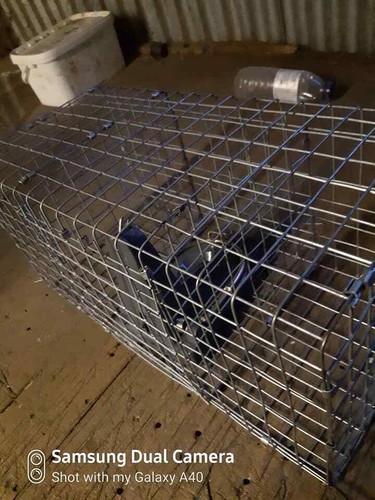 Black cat rat trap safety - cat,