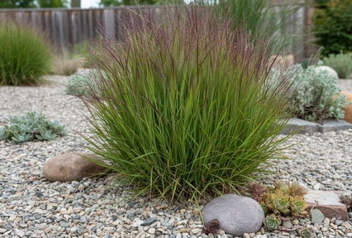 Panicum virgatum shenandoah - panicum, 'shenandoah'