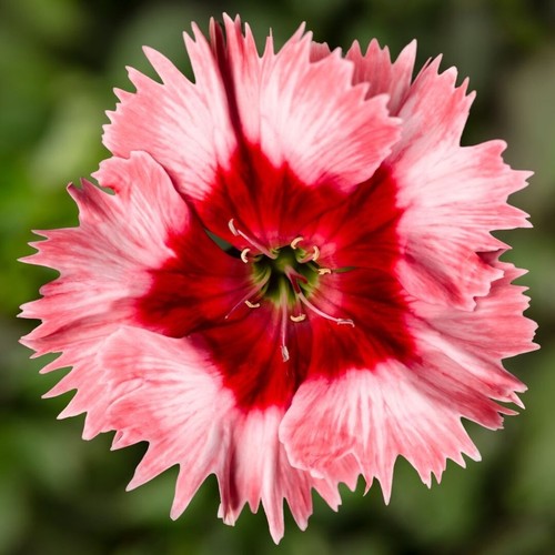 Dianthus strawberry crush - 2x,