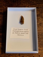 Real Velociraptor Tooth - Fossil Dinosaur Tooth - Real Raptor Tooth 