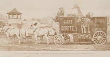 Ringling Bros RBBB Giant Giraffe Wagon Parade 1896 - Original Photo