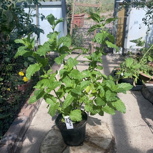 Large garden mint herb plant - large,