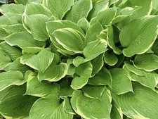Hosta Richmond  ( Pot Grown