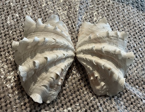 Vintage whole fluted - vintage,