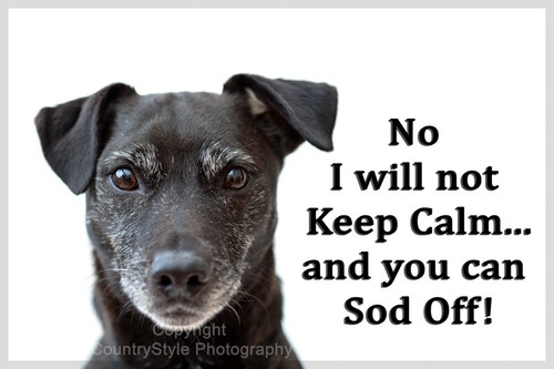 Patterdale terrier pet - terrier, dog
