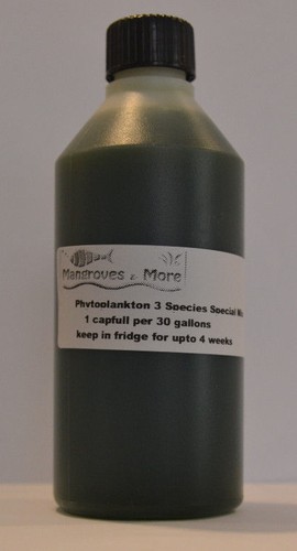 Live marine phytoplankton - phytoplankton, 3
