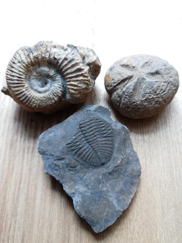 Fossils trilobite sea - fossils,, urchin