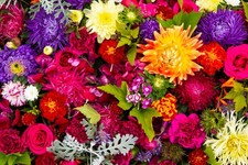 60 Mixed Summer Flowering