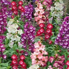 Penstemon F1 Arabesque™ Mix
