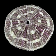 1 X Sea urchin tartan 6-8 cm