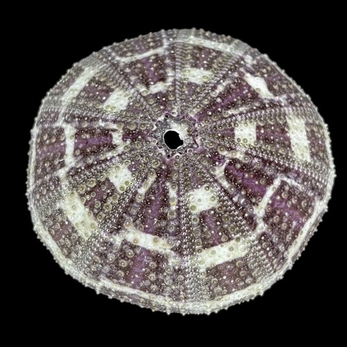 Sea urchin tartan - 1, cm