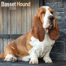 Basset Hound Calendar 2026 -