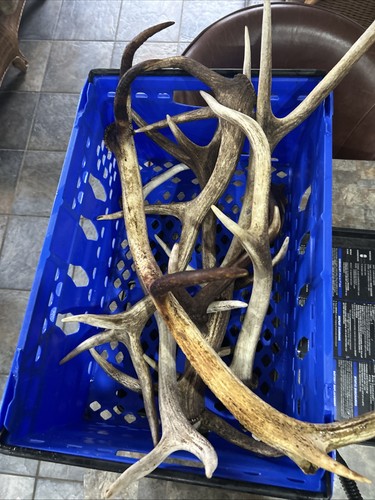 Red stag cast antlers - red,