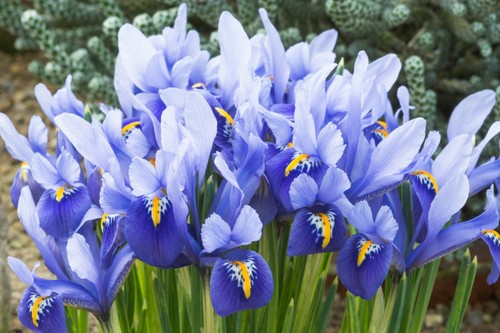 10x iris reticulata - iris,
