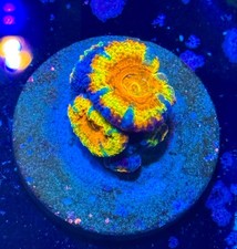Blue Rim Rainbow Acan Lord High End Coral Frag