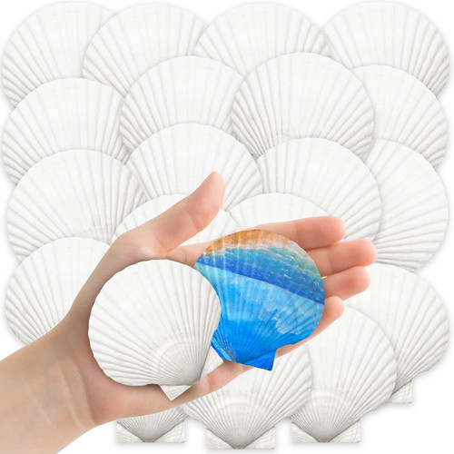 32pcs natural scallop - 32pcs,