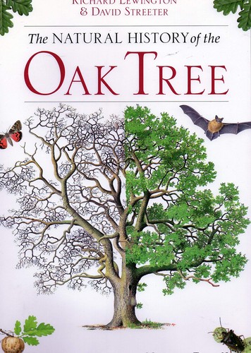 Oak tree natural - oak,