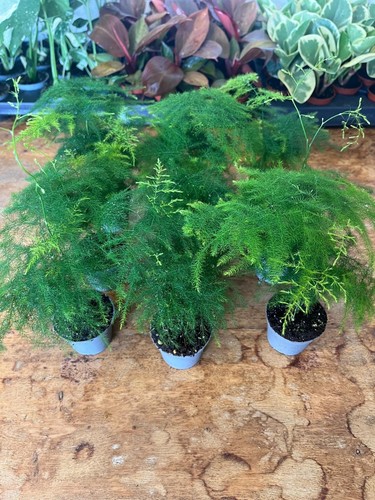 Plumosa asparagus fern - plumosa,
