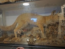 Whole Taxidermy Fox Mount