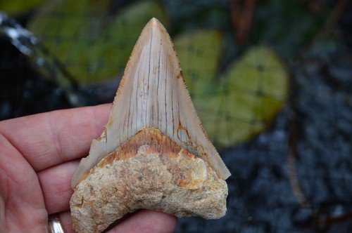 Mega megalodon shark tooth - mega,