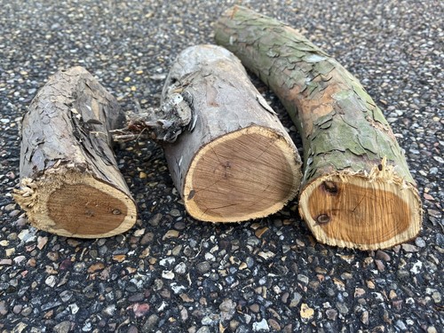 Yew wood logs - wood,