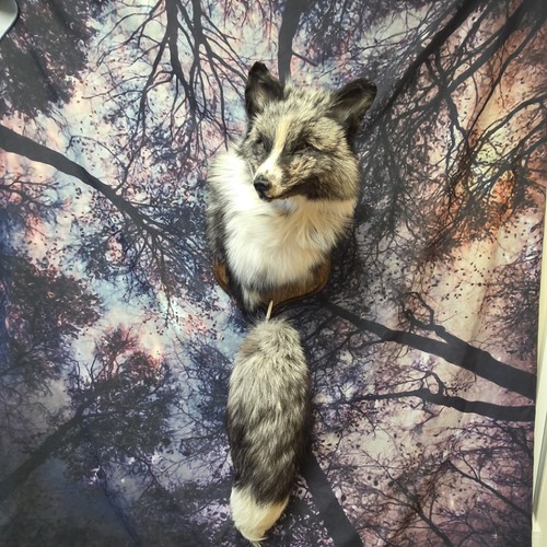 Brand new silver fox - brand,