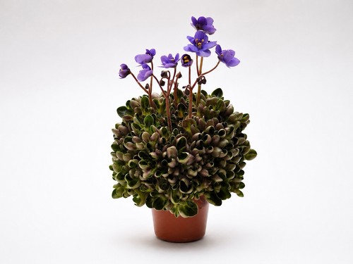 African violet mac s - african, ‘mac’s