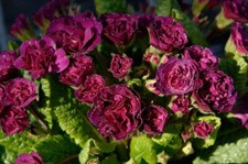 Double Primrose Primula Belarina ruby champagne  3 x garden ready plants