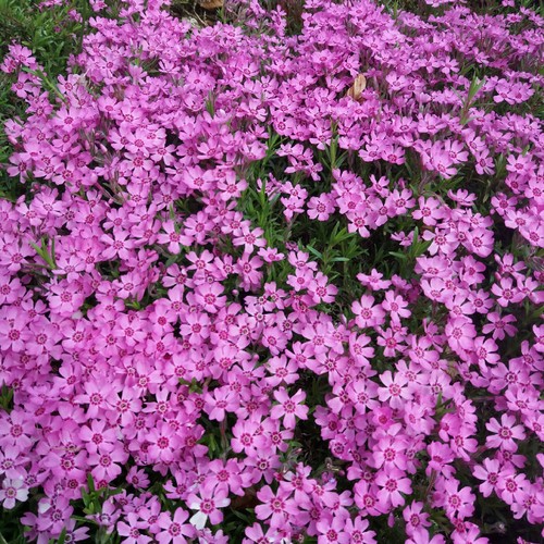 Phlox subulata zwergenteppich - phlox,