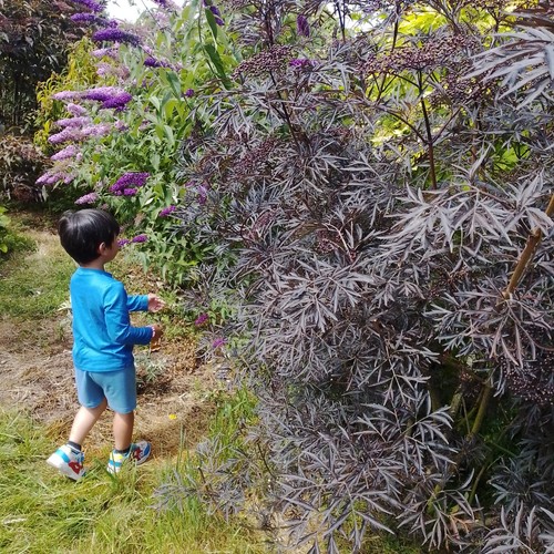 Elderberry elder sambucus - elderberry,