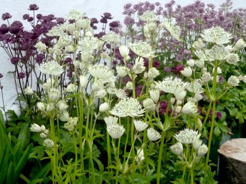 Astrantia major seeds - major,