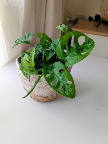 Monstera adansonii swiss - monstera,