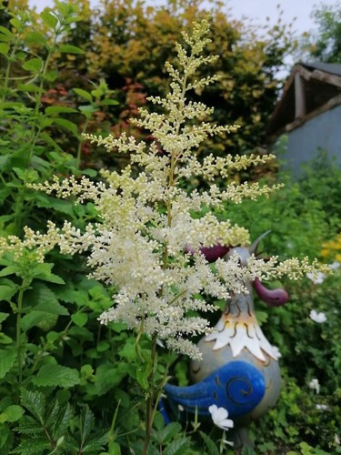 White astilbe bare - 2, root