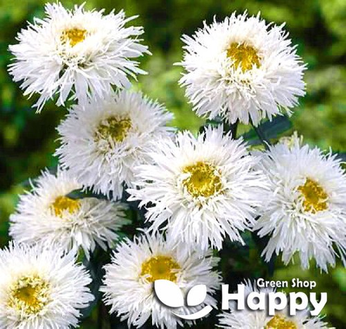 Eyed daisy crazy 200 - daisy,