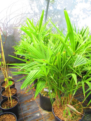 4ft inc pot hardy palm - hardy,