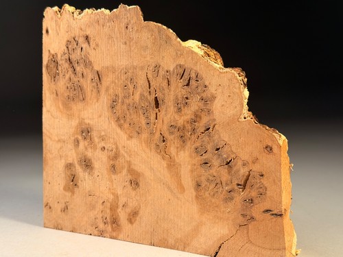 Oak burr slab live - burr,