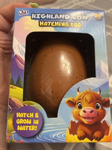 Highland cow hatching - cow,