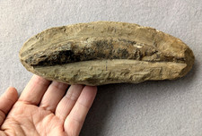 Rhacolepis fossil fish 16cm