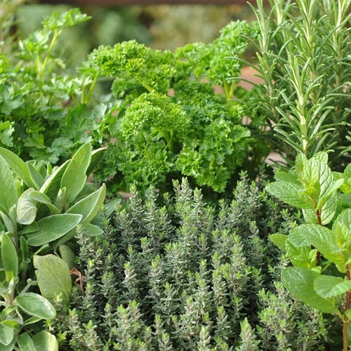Mixed herb garden plug plants - mixed,