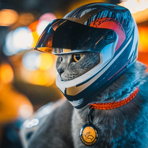 Pets motorcycle safety - pets,