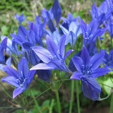 50  Triteleia Brodiaea Queen Fabiola Blue Spring Flower Perennial Garden Bulbs