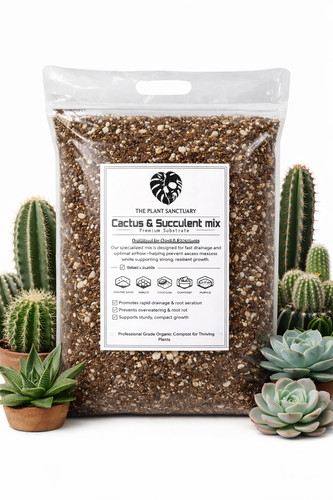 Premium cactus succulent - &,