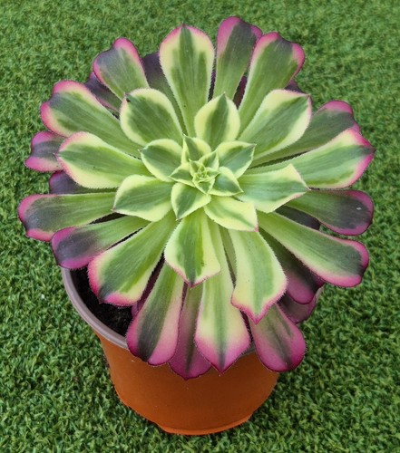 Aeonium tian unique - aeonium, 'tian-he