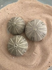 3 x 5-6cm green Sea Urchin natural Beach Shells crafts air plants aquarium