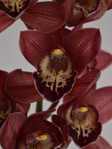 Burgundy red cymbidium - red,