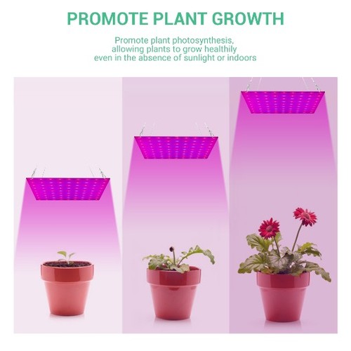 Indoor plants led - indoor,