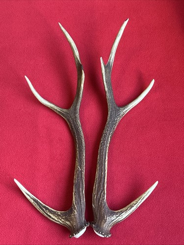 Pair sika deer - pair, antlers