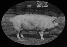 ANTIQUE Magic Lantern Slide LARGE WHITE YORKSHIRE BOAR C1910 PHOTO PIG FARMING