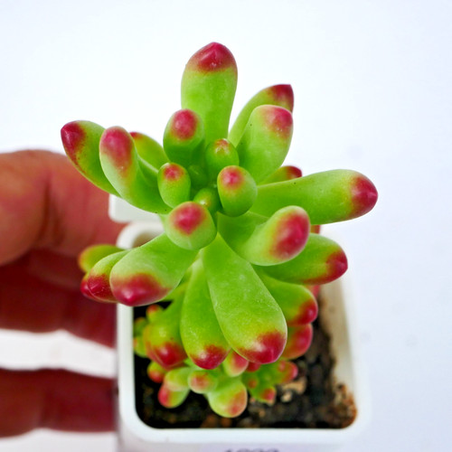 Sedum pachyphyllum 6cm rooted - sedum,